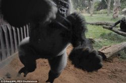 Gorilla