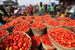 Tomatoes