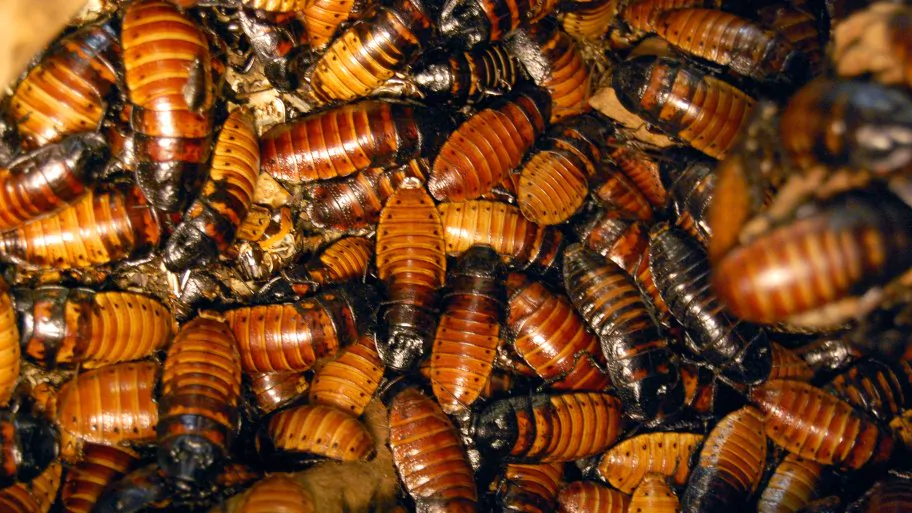 Cockroaches