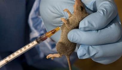 One dead as Cross River confirms Lassa Fever outbreak in LG