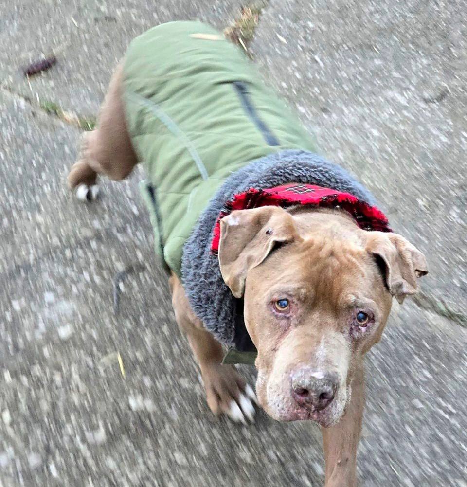 Michigan vet sentenced to 10 days in jail and $1,000 restitution for refusing to return a dog to its homeless owner, highlighting the legal and ethical clash.