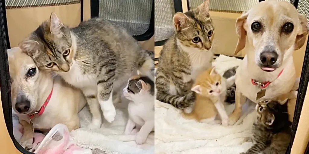 pets buried with owners