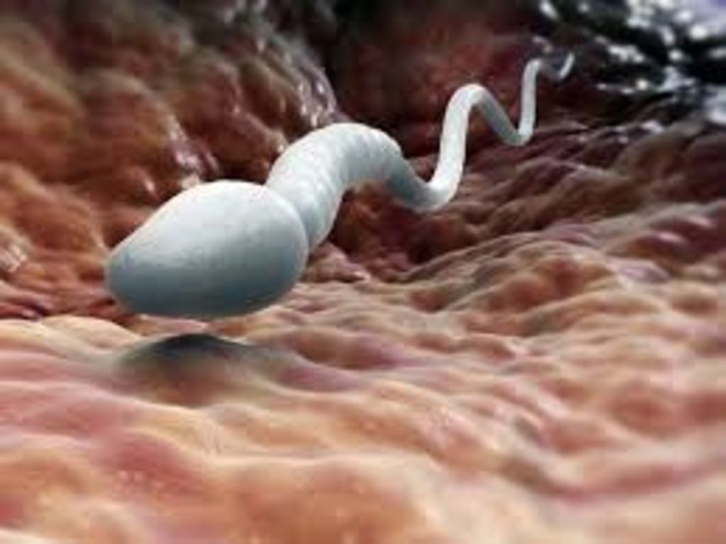 sperm 2